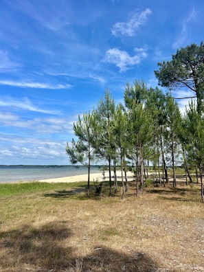 Una playa con pinos y cielo despejado.