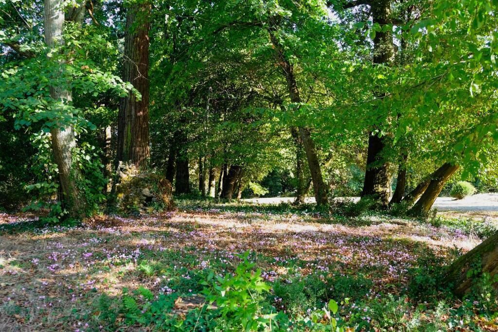 Ein bewaldetes Gebiet mit einem Pfad und herabgefallenen Blättern.