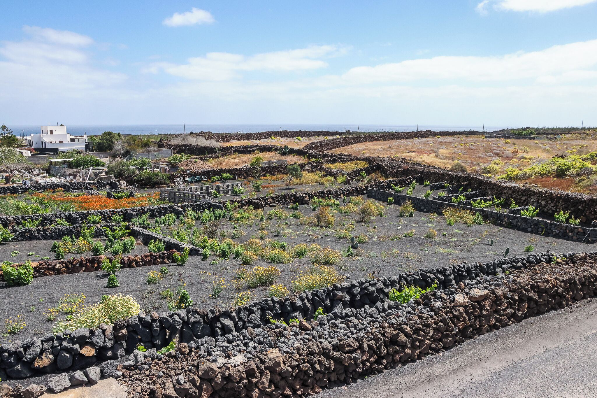 Paisaje costero con muros de piedra y vegetación escasa.