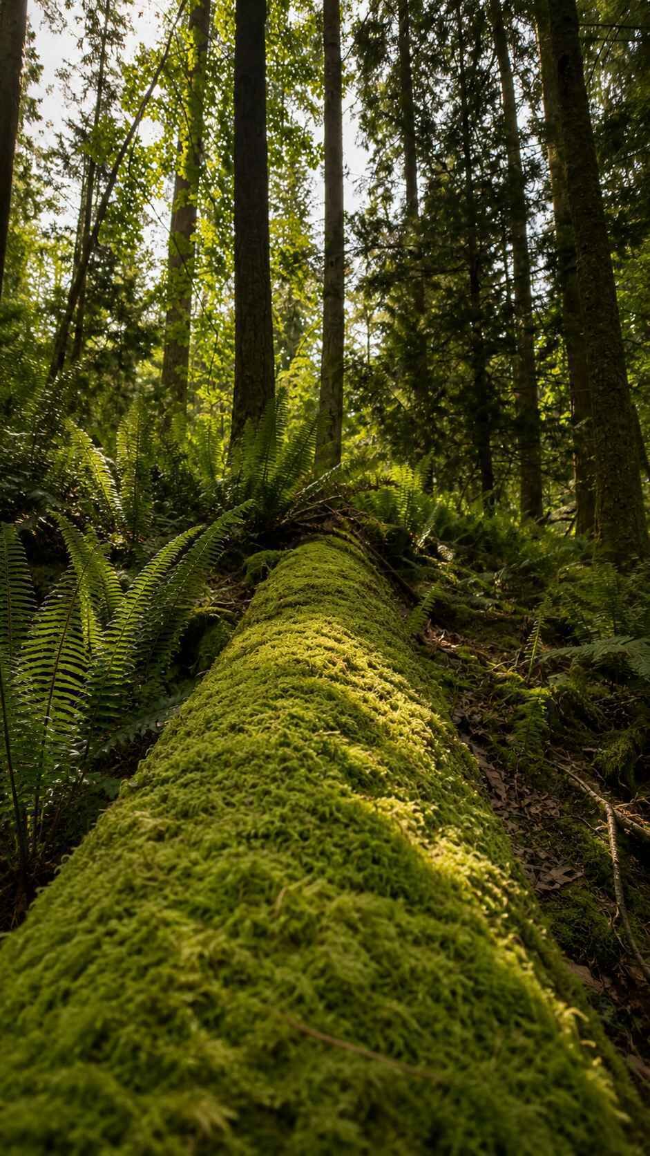 A forest floor with moss and ferns, surrounded by trees.