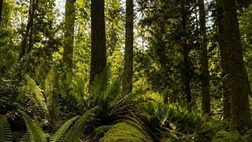 A forest floor with moss and ferns, surrounded by trees.