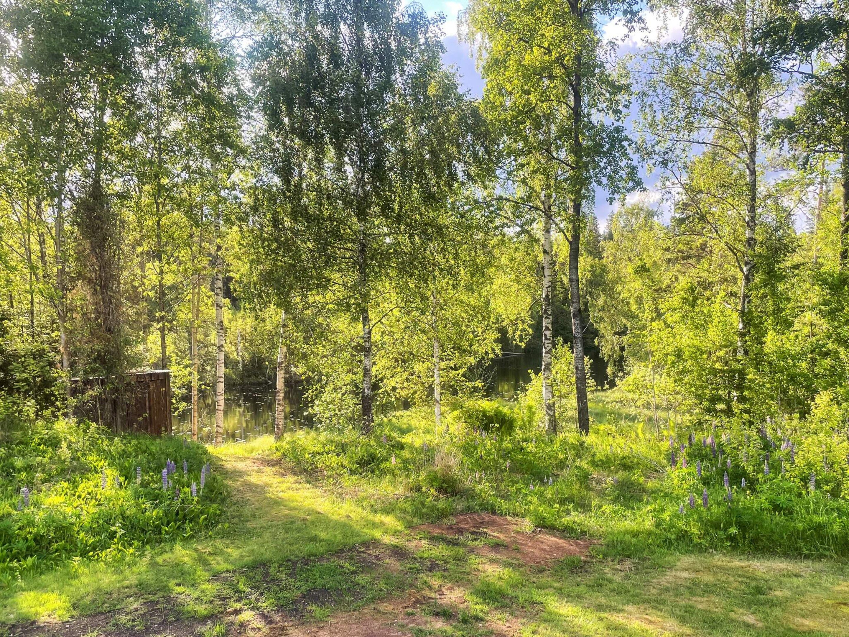 A forested area with a dirt path leading through it.