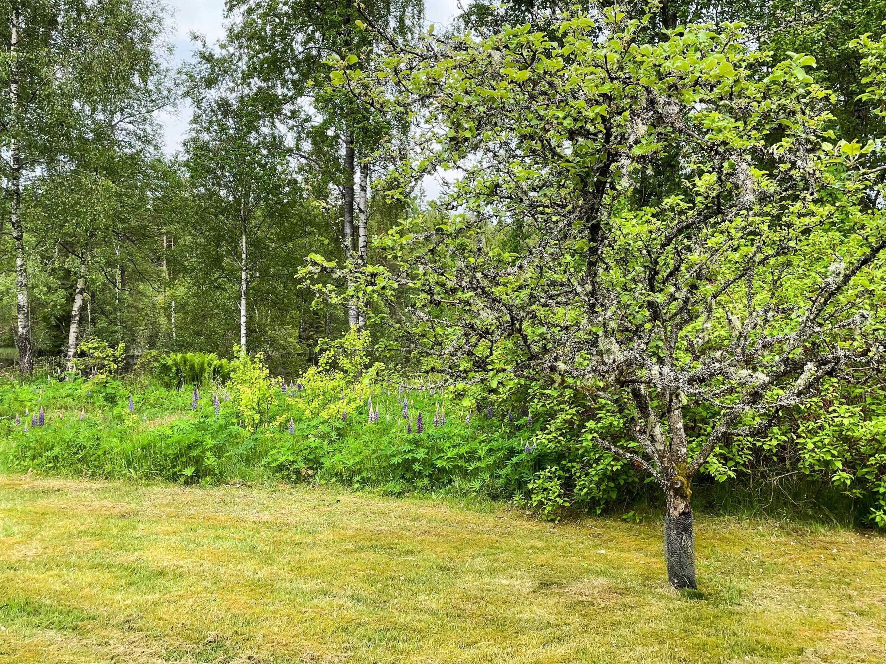 A tree in a grassy field with dense foliage and a forest in the background.
