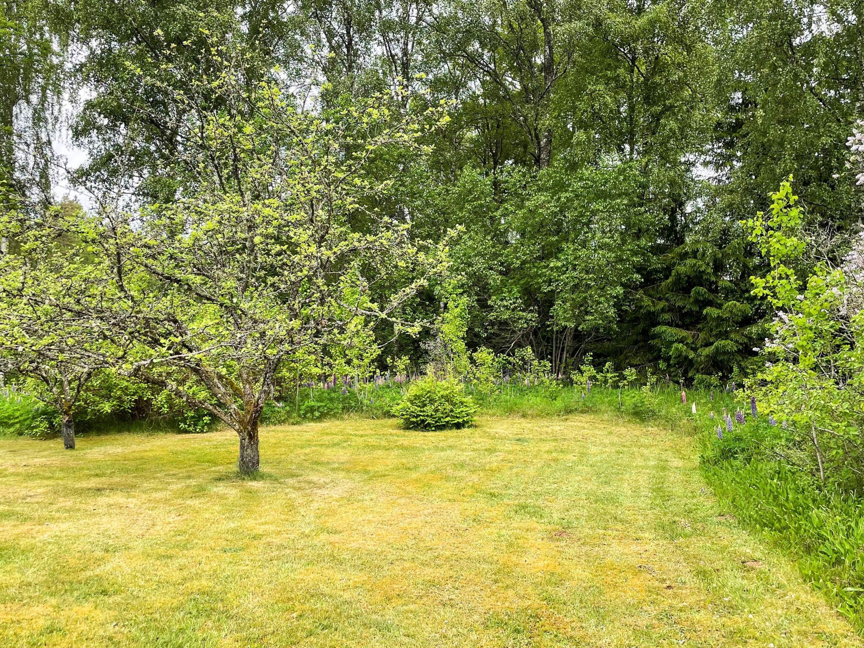 Zona verde con un árbol y vegetación densa al fondo.