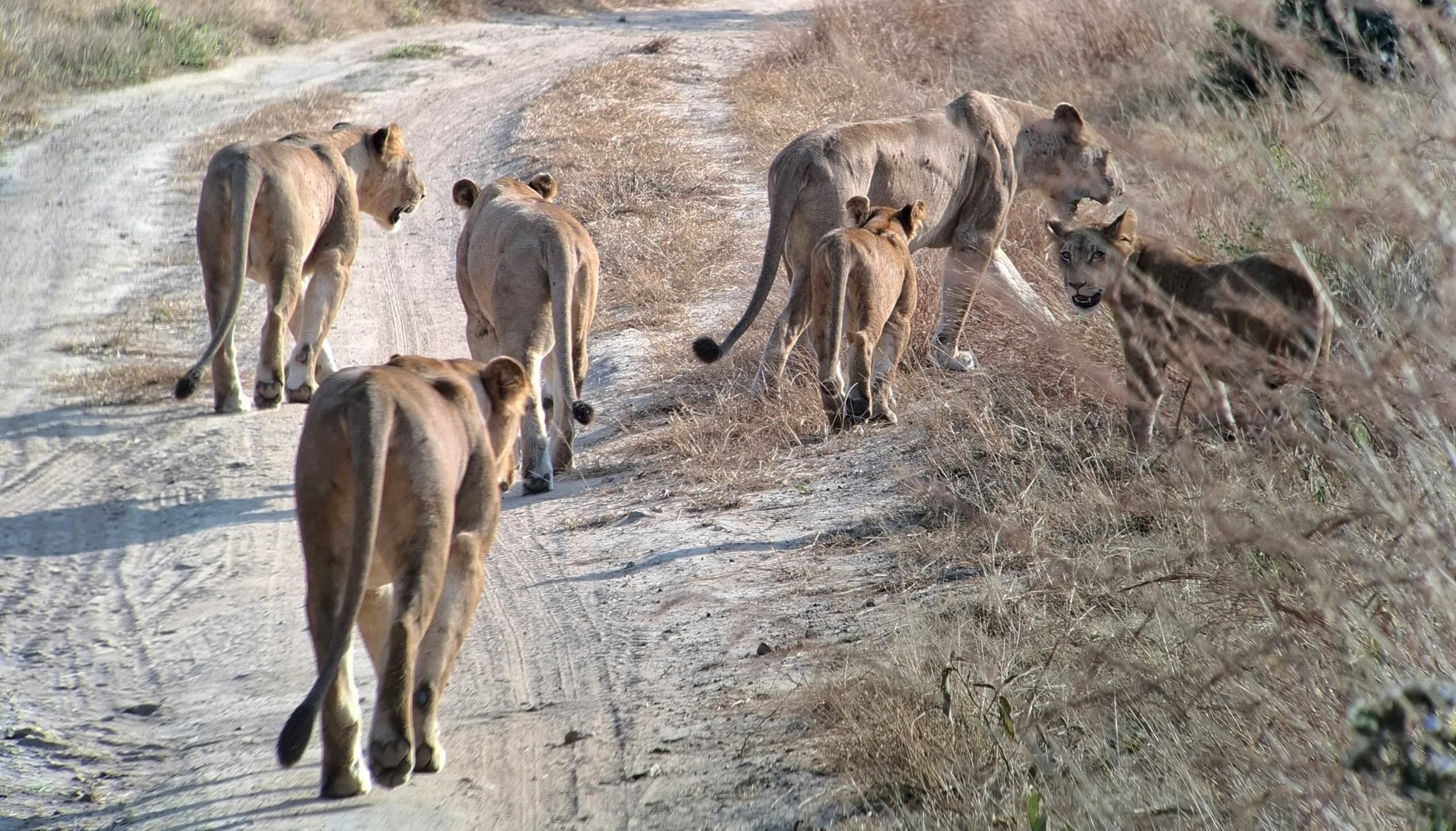 Un camino de tierra con un grupo de leones caminando.