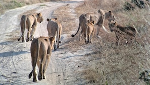 Safari
