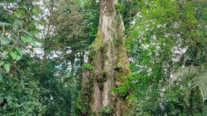 A person standing in front of a large tree with a moss-covered trunk, surrounded by dense green foliage. - Celestial forest (Provincia de Alajuela)