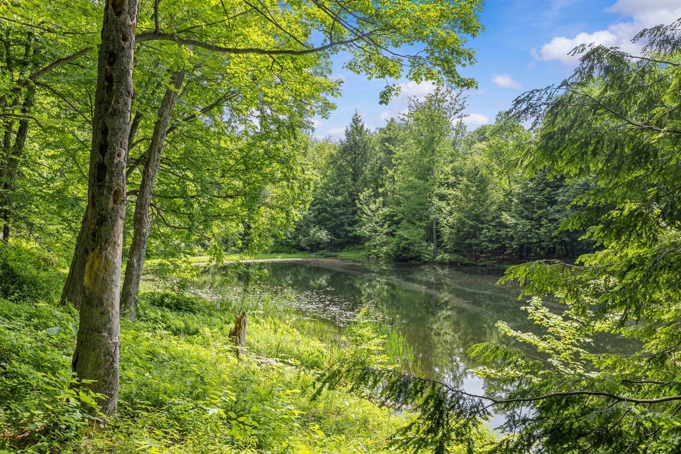 A natural landscape with a river, dense greenery, and trees.