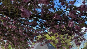 Ein Haus mit dunklem Dach, umgeben von einer Wiese mit verstreuten Blumen.