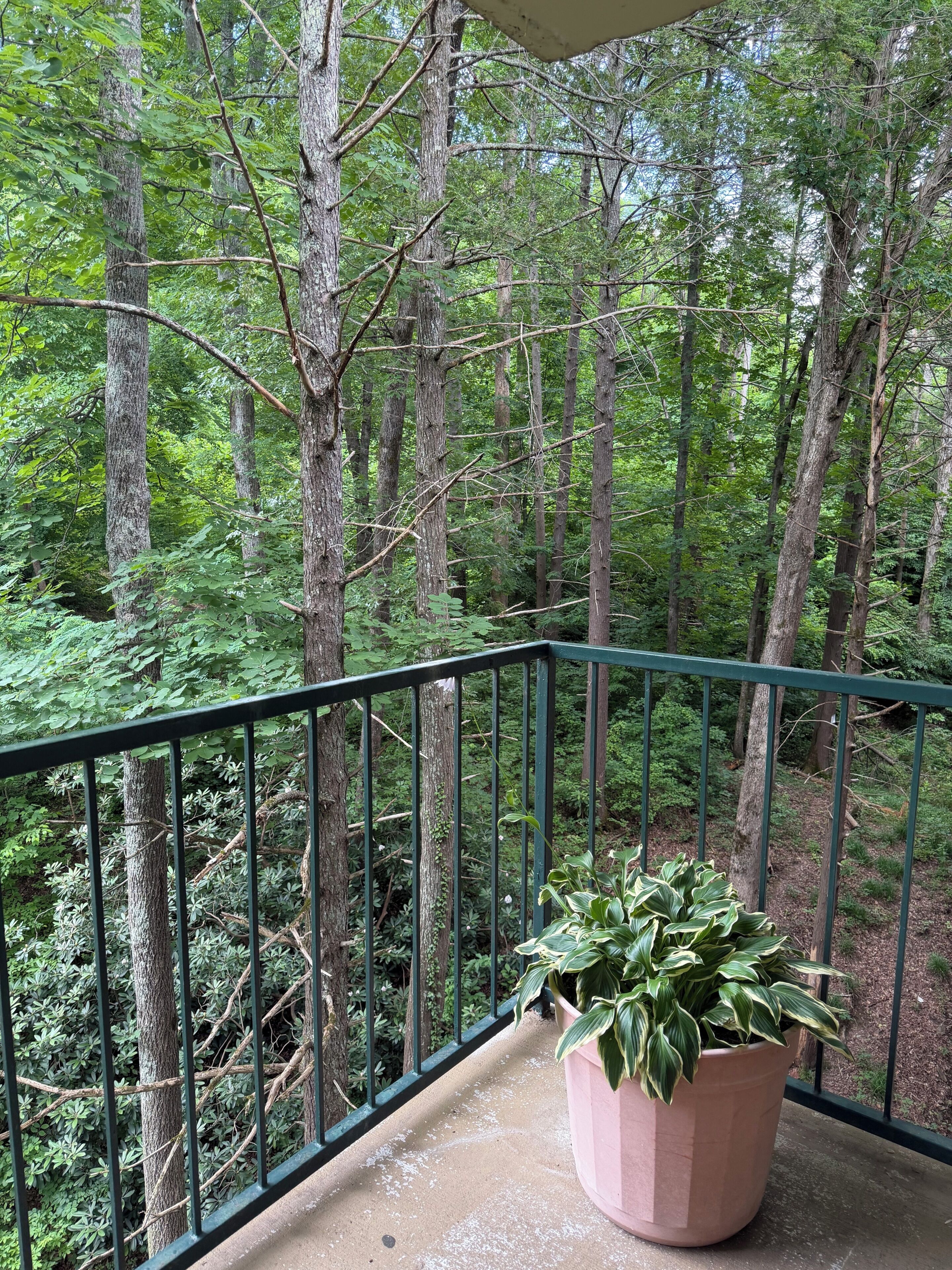 A balcony with a potted plant, surrounded by a forested area.