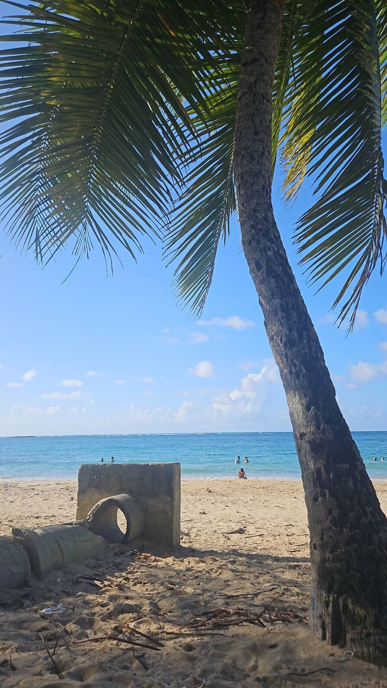 A beach with palm trees, clear sky, and calm sea.