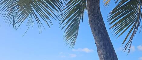 A beach with palm trees, clear sky, and calm sea.