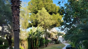 A garden pathway with a palm tree, a large tree, and various shrubs.