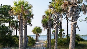 A pathway lined with palm trees leading to a body of water.