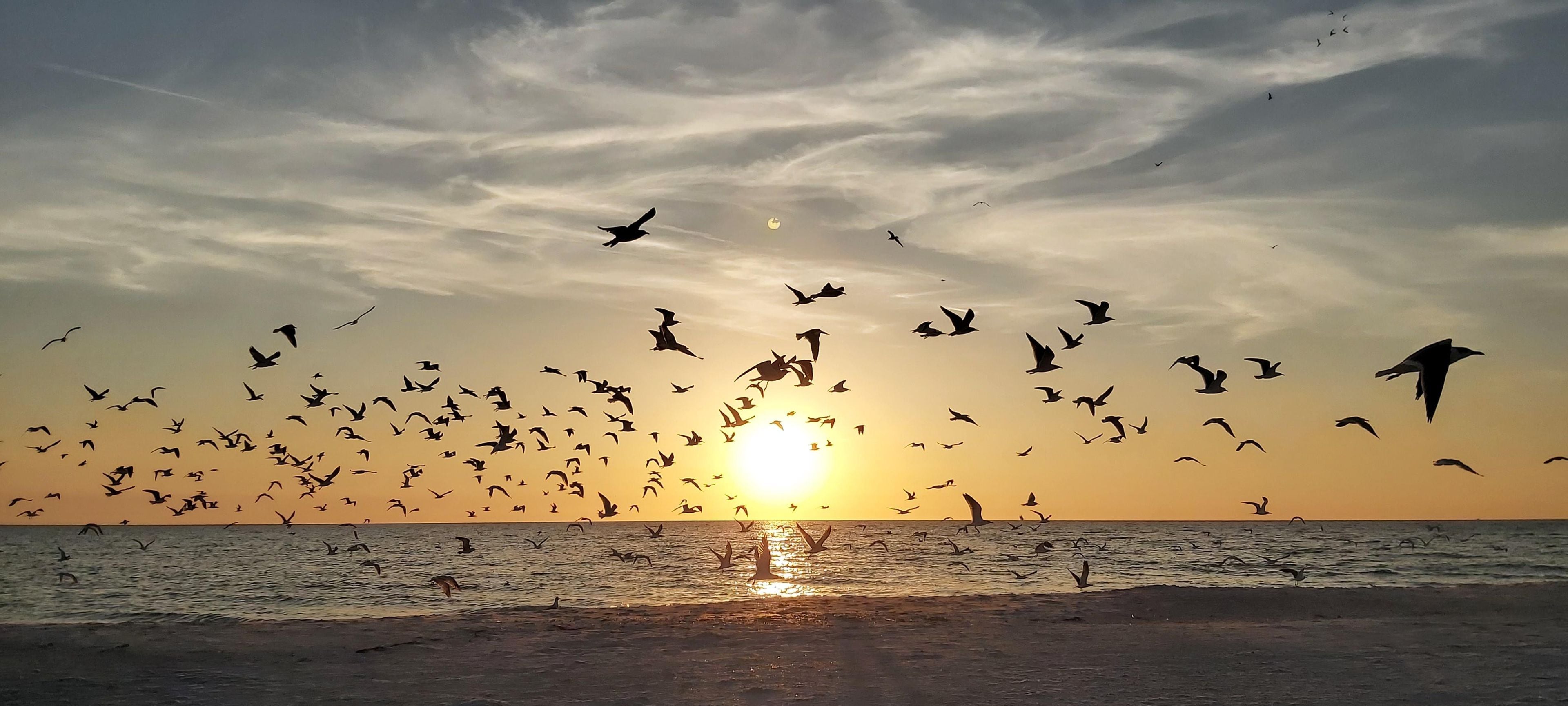A beach scene with a sunset and birds flying over the water.