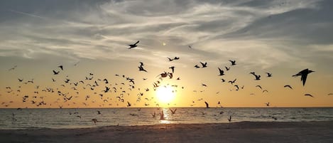 A beach scene with a sunset and birds flying over the water.
