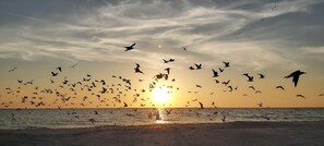 A beach scene with a sunset and birds flying over the water. - Gulf Shores #402 (Indian Shores)