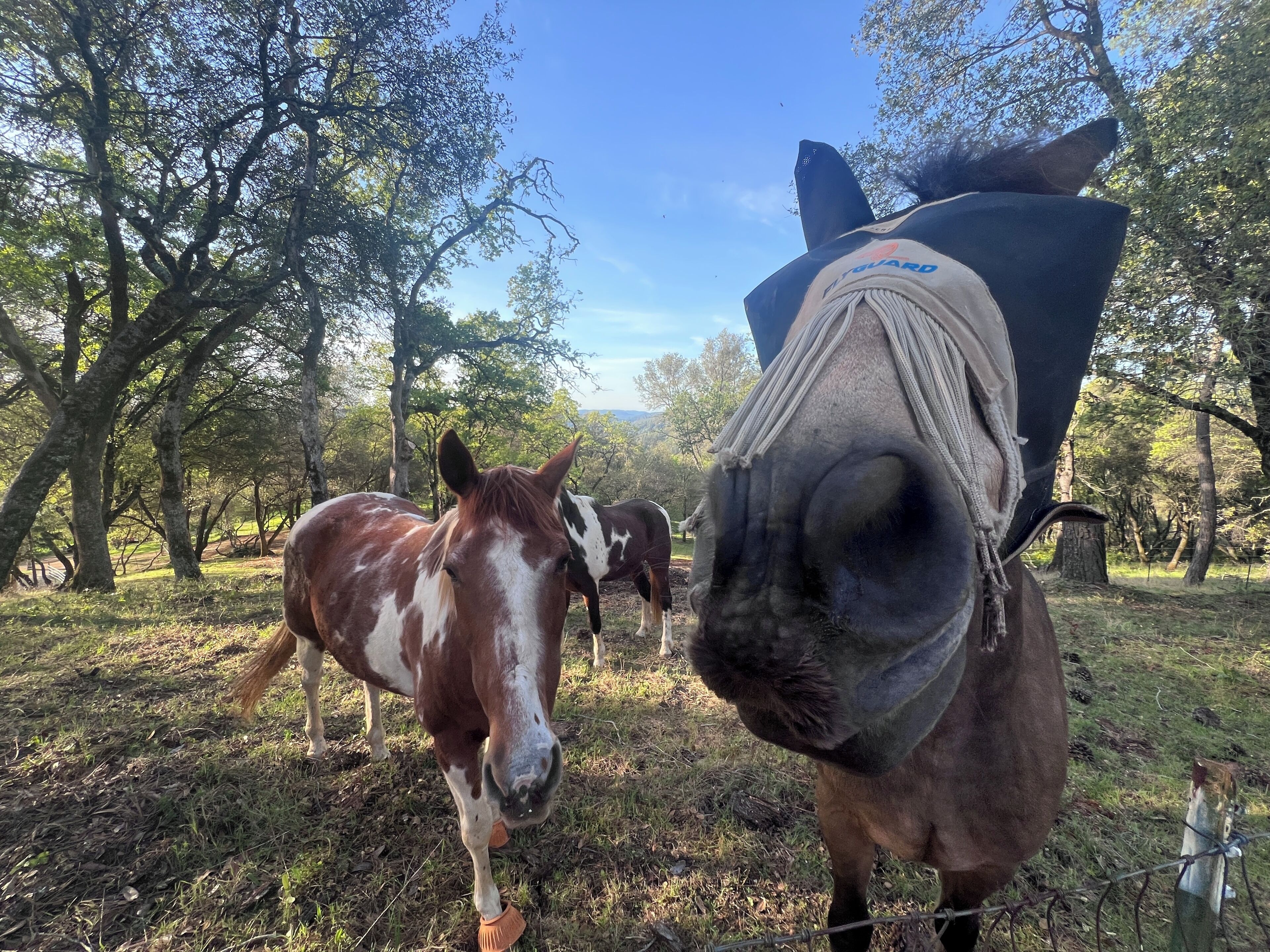 A horse with a saddle and bridle in a grassy area with trees.