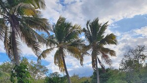 Um jardim tropical com palmeiras, um pequeno lago e um gazebo.