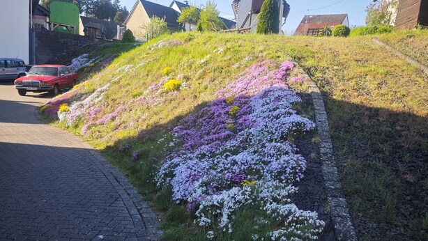 A residential street with houses, a paved road, and a grassy hill with flowers. - Vacation apartment on the Nordschleife (Wimbach)