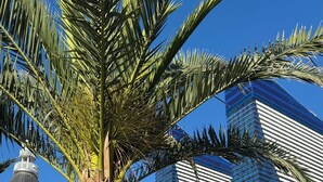 Eine Palme in einem Park, im Hintergrund ein Gebäude.