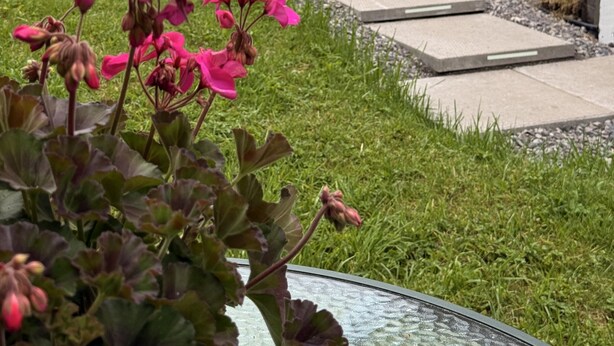 Un camino que lleva a un edificio con barandilla blanca, rodeado de follaje y plantas con flores.