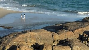 Paesaggio costiero con terreno roccioso, una spiaggia sabbiosa e turbine eoliche all'orizzonte.