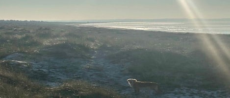 A dog standing on a grassy path with a body of water and distant land in the background.