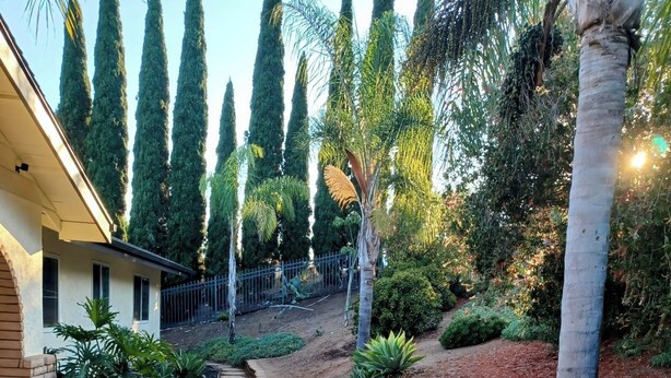 Un jardin aménagé avec un chemin de gravier, des palmiers et de grands arbres à feuilles persistantes.