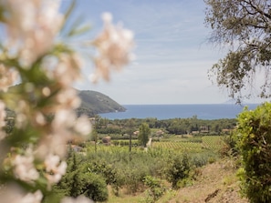 A vineyard landscape with a distant view of the sea and a hill. - Belvedere Sea View Country House (Capoliveri)