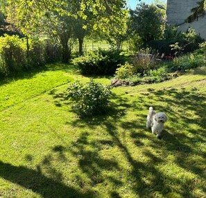 Eine grüne Außenanlage mit einem kleinen weißen Hund, Bäumen und einem Gebäude im Hintergrund.