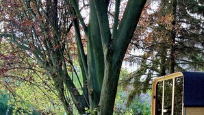 A garden with a wooden deck, potted plants, and a large tree. - Bella's Eden 1 romantic vacation in the countryside directly on the Mulde river (Grimma)