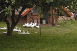 Ein Gebäude aus Ziegelsteinen mit geneigtem Dach, umgeben von einer Rasenfläche mit Enten.
