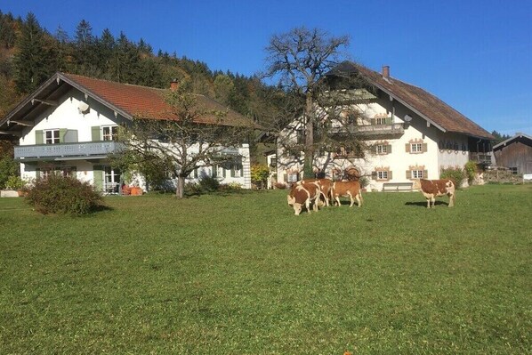 Esterni