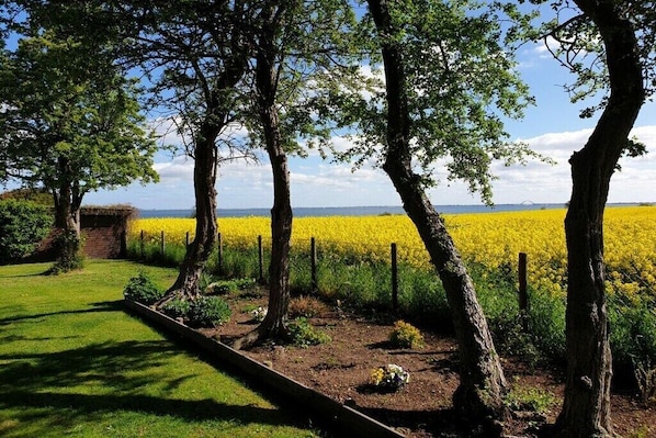 Ländliche Landschaft mit Bäumen, einem Feld gelber Blumen und blauem Himmel.