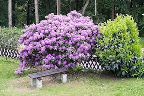 A garden with a bench, a large bush of purple flowers, and a neatly trimmed hedge. - Holiday apartment with 1 bedroom (Bad Schandau)
