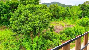 A lush green landscape with dense foliage and a distant hill.