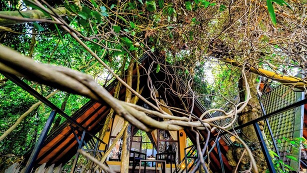 Una terraza de madera con vista a un edificio rodeado de follaje y ramas de árboles.