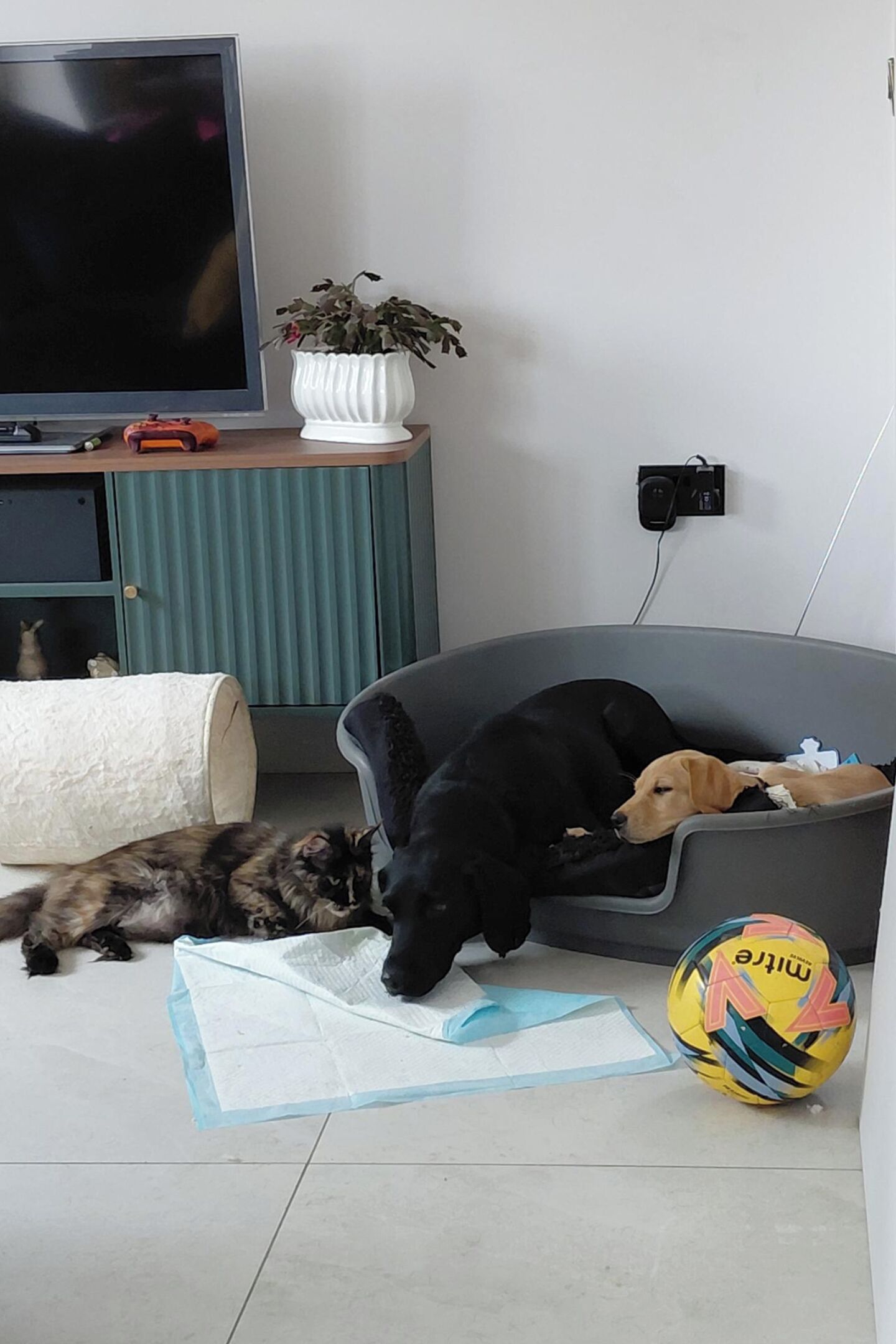 A living room with a television, a potted plant, a dog bed, a cat, and a colorful ball.