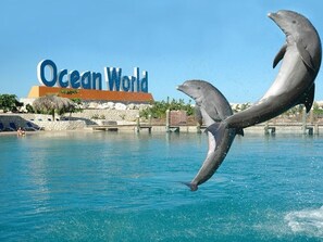 En delfin springer i en pool med et skilt, der siger 'Ocean World' i baggrunden.