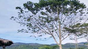 Una carpa, un coche y un árbol grande en una zona cubierta de hierba con colinas al fondo.