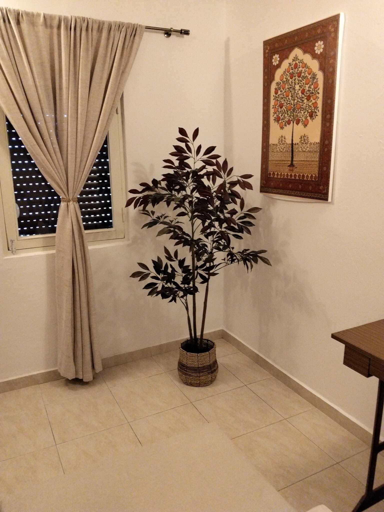 A room with a potted plant, a window with curtains, and a wall-mounted picture.