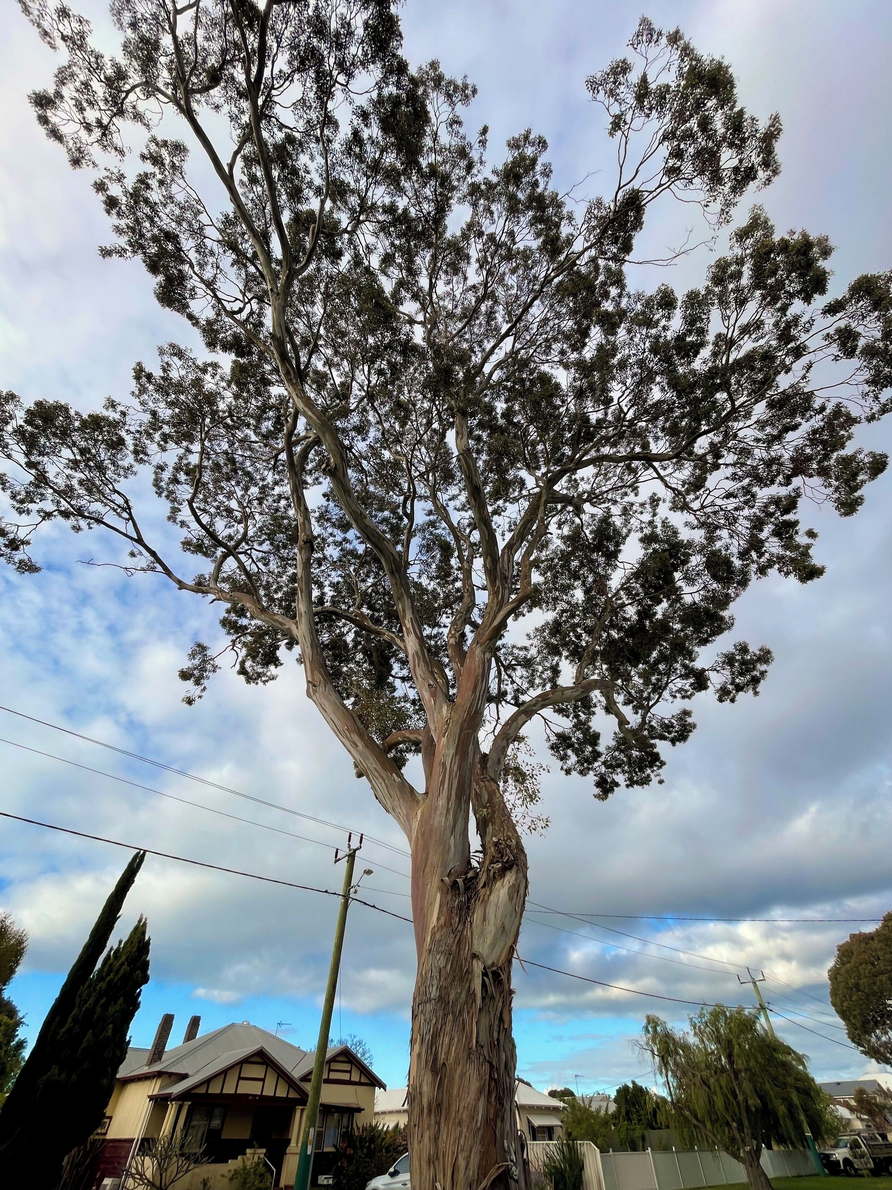 A large tree with a thick trunk and dense foliage.