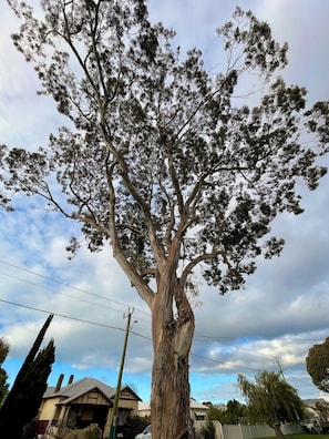 A large tree with a thick trunk and dense foliage.