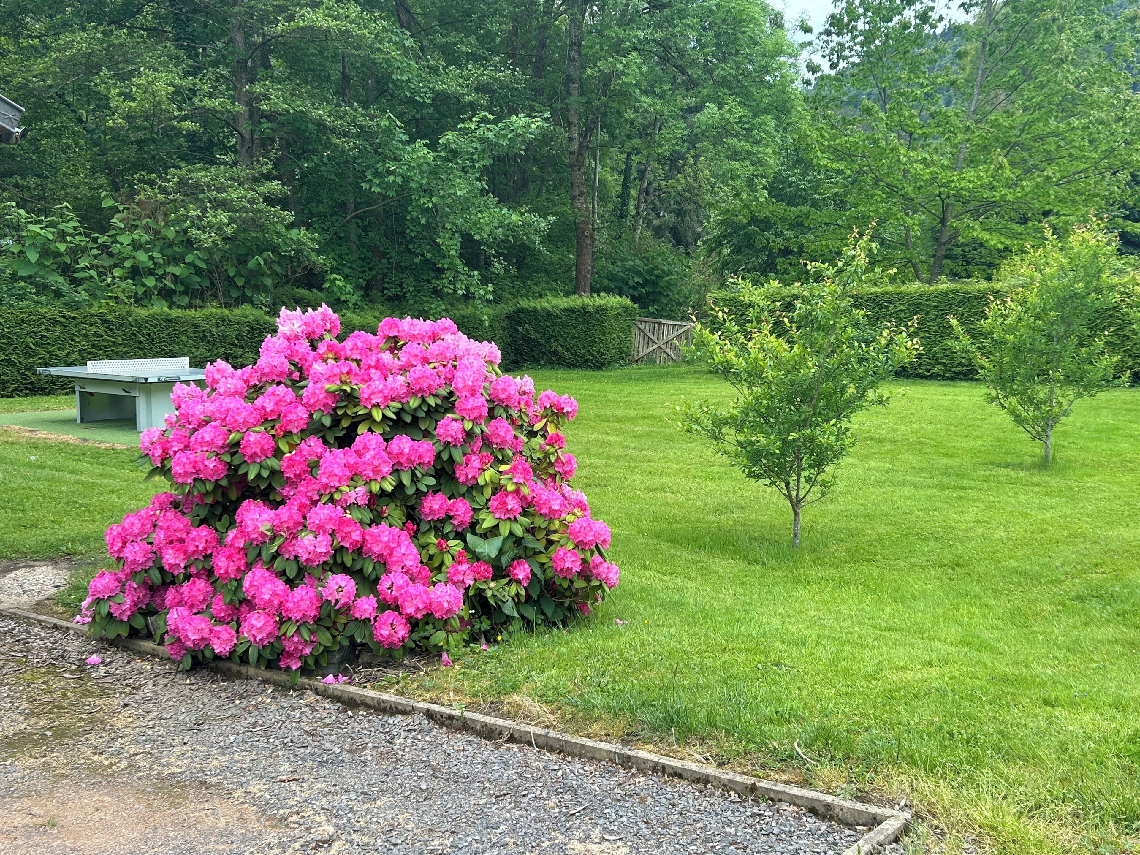 Un jardí amb un arbust gran de flors roses, un arbre petit i una banca.