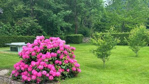 Een tuin met een grote struik roze bloemen, een kleine boom en een bank.