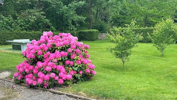 Un jardí amb un arbust gran de flors roses, un arbre petit i una banca.