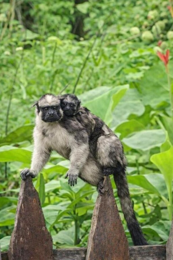 A monkey sitting on a wooden structure with lush green foliage in the background.
