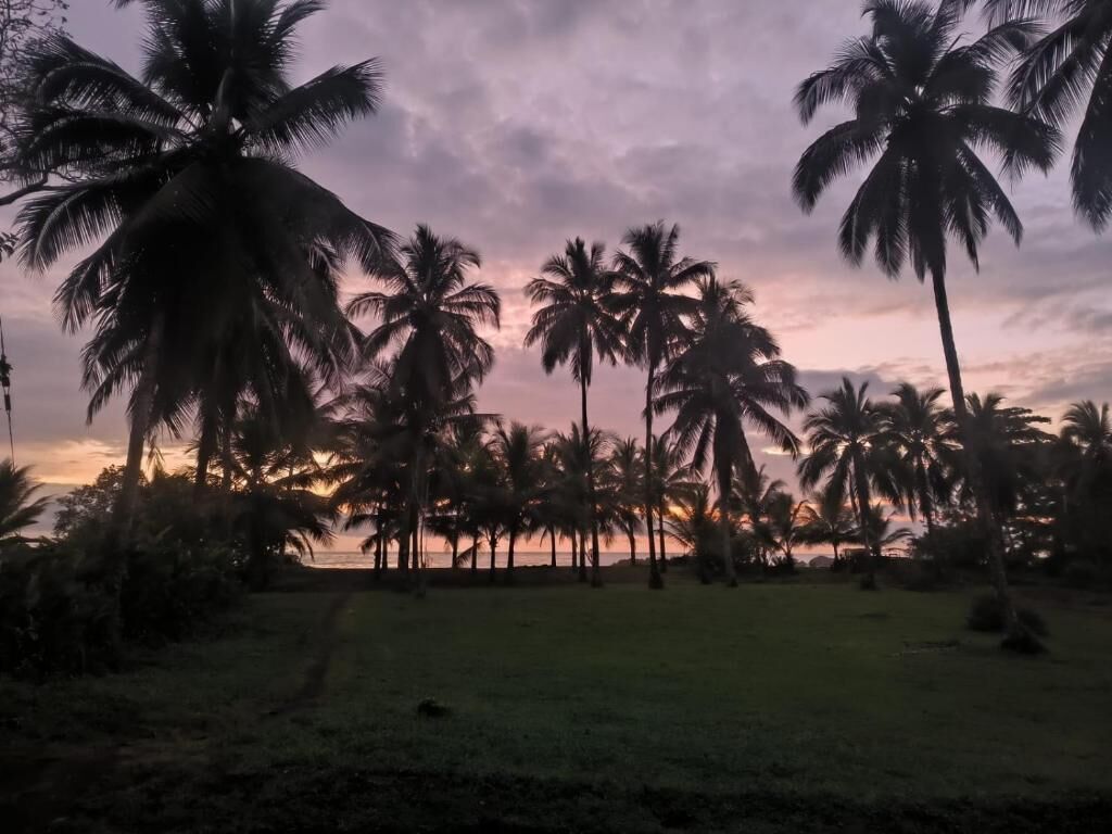 Une vue au coucher du soleil, avec des palmiers et un champ d’herbe.