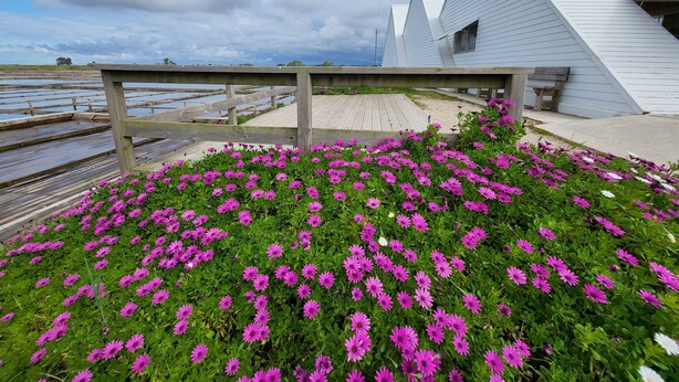 A wooden deck with pink flowers, a white building with a sloped roof, and a cloudy sky. - Houseboat Aveiro 4 (Aveiro)